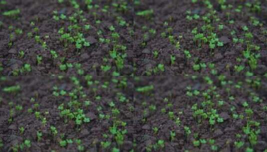 慢镜头特写雨中的豌豆秧苗茁壮生长高清在线视频素材下载