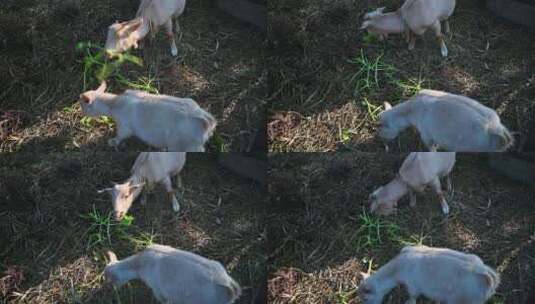 圈养的小羊在吃草高清在线视频素材下载