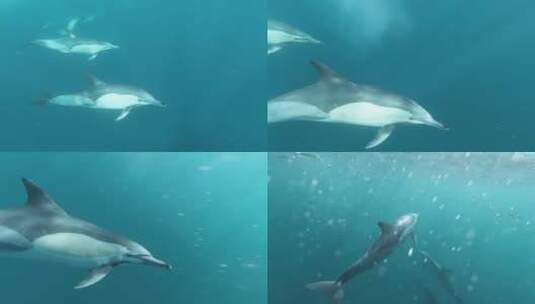 海豚捕鱼高清在线视频素材下载