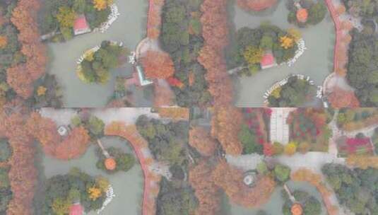湖北武汉中山公园深秋航拍风光高清在线视频素材下载