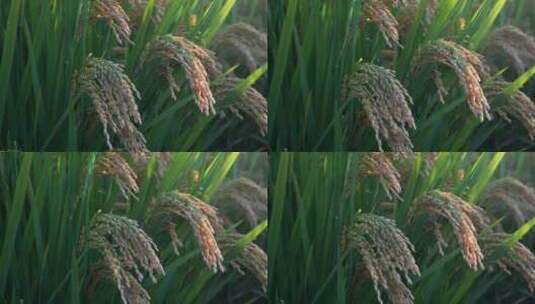 稻穗稻田粮食安全高清在线视频素材下载