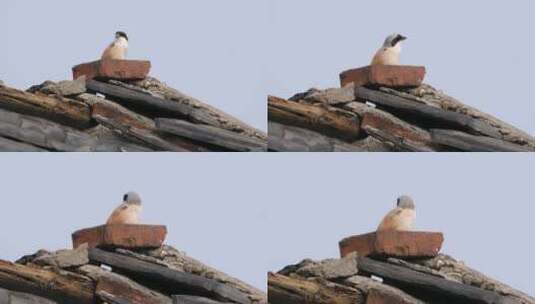 屋顶一只伯劳鸟4K高清在线视频素材下载