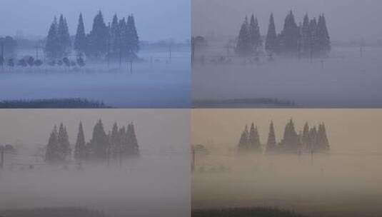 4K清晨浓雾笼罩松树林和稻田高清在线视频素材下载