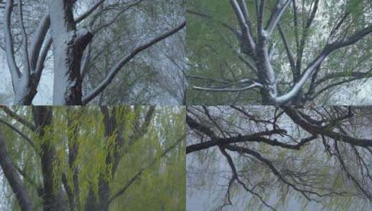 柳树大树下雪冬季高清在线视频素材下载