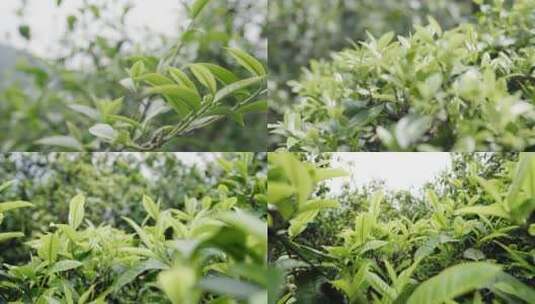 4K-古树春茶，春茶发芽，绿茶新芽高清在线视频素材下载