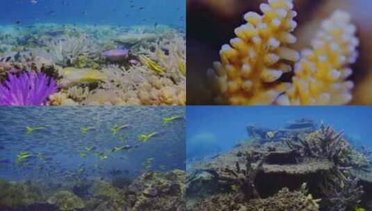 海底珊瑚鱼焦22高清在线视频素材下载
