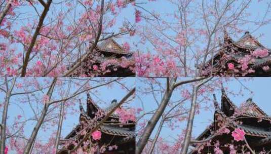 南宁青秀山樱花树中式园林庭院古建筑屋檐高清在线视频素材下载
