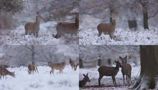 冬季森林大雪野生鹿群觅食高清在线视频素材下载