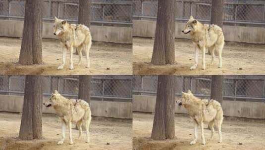 动物园狼高清在线视频素材下载