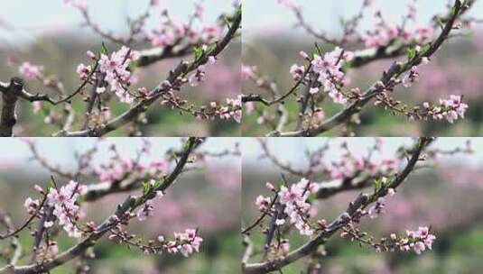百花盛开的春天高清在线视频素材下载