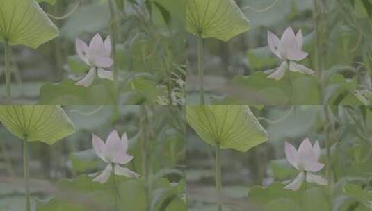 夏季湿地湖河池塘荷花莲花蜜蜂荷叶户外自然高清在线视频素材下载