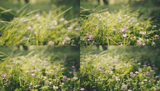 阳光下的草丛和小花高清在线视频素材下载