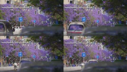 蓝花楹盛开的城市街道高清在线视频素材下载