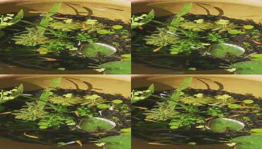 鱼缸水草光影空镜高清在线视频素材下载