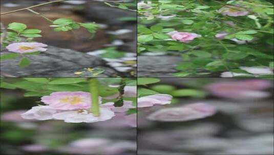 雨后的植物高清在线视频素材下载