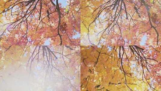 深秋时节的秋景与秋叶透过树叶的阳光树林高清在线视频素材下载