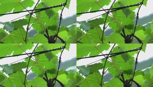 4K初夏农村葡萄有机种植实拍视频高清在线视频素材下载