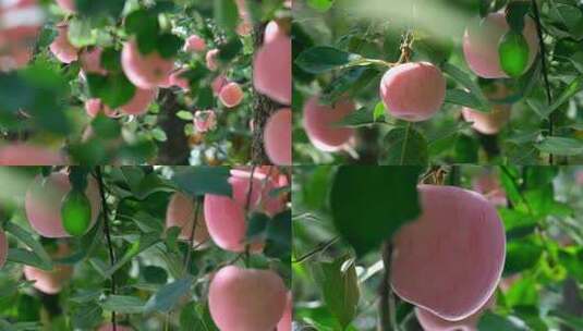 唯美烟台苹果红富士大红苹果果园果实水果高清在线视频素材下载