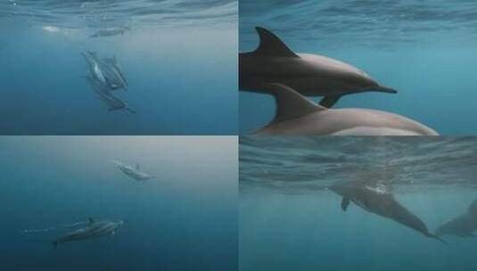 FPV无人机航拍海豚在海中玩乐追逐毛里求斯高清在线视频素材下载