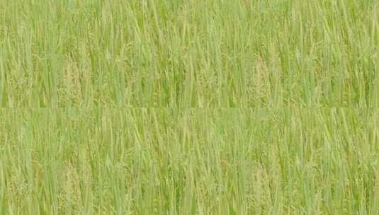 水稻丰收稻田大米稻穗高清在线视频素材下载