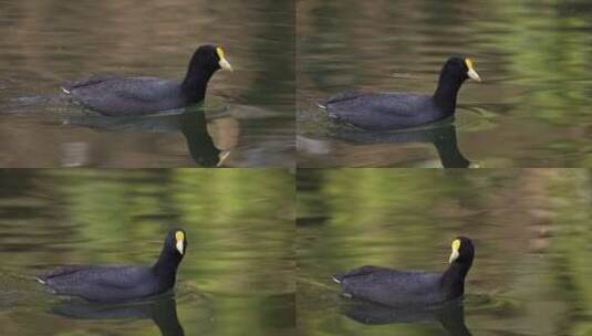 白翅乌鸦在大坝上悠闲地游泳；从左到右跟踪，白天高清在线视频素材下载
