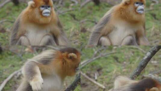 神龙架保护区金丝猴高清在线视频素材下载