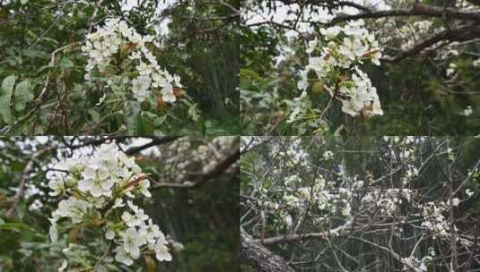 高清拍摄蜜蜂与花朵高清在线视频素材下载