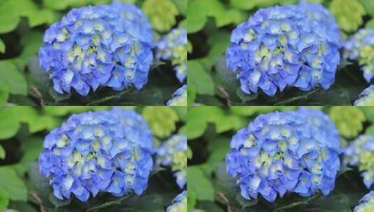 蓝色绣球花盆栽植物高清在线视频素材下载