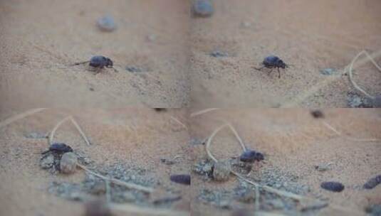 甲虫在的沙子上爬行高清在线视频素材下载