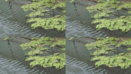 水面倒影-森林水面波纹唯美空镜高清在线视频素材下载