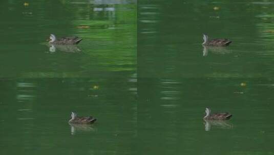 斑嘴鸭在湖面池塘打盹睡觉高清在线视频素材下载
