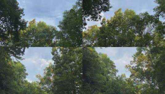 风景林间天空高清在线视频素材下载