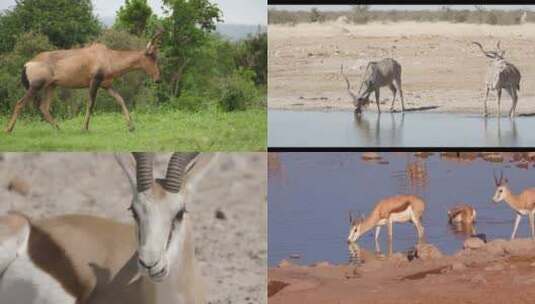 【合集】在野外的羚羊喝水高清在线视频素材下载