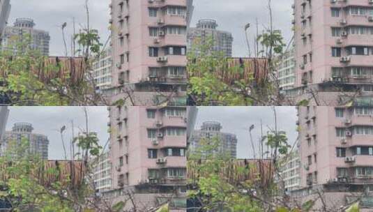 城市居民建筑绿植鸟高清在线视频素材下载