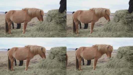 冰岛马 吃草 矮脚马高清在线视频素材下载