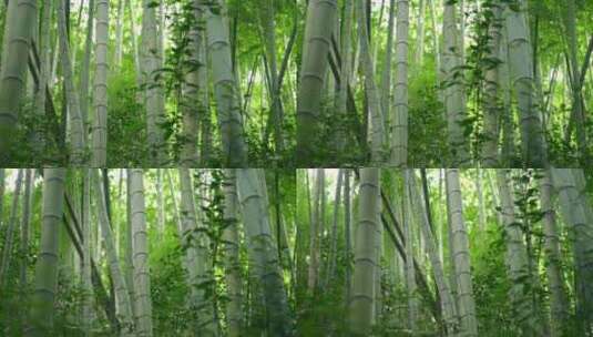 大自然  春天  夏天 植物 绿色高清在线视频素材下载