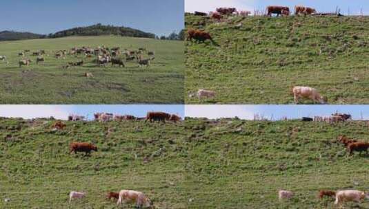 生态草原牛群放牧高清在线视频素材下载