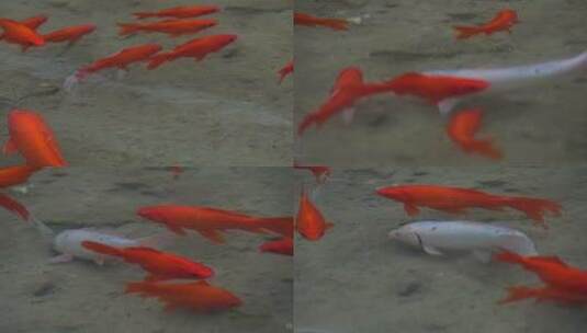 游泳的鱼高清在线视频素材下载