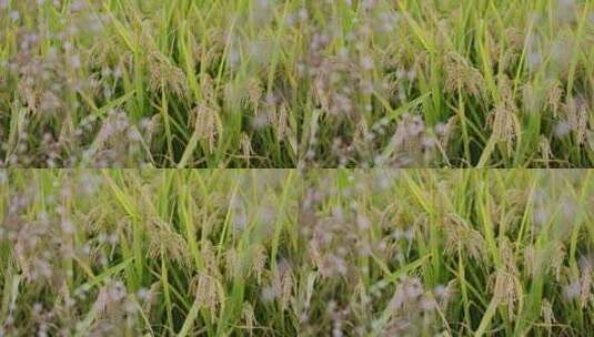秋天成熟的金黄色的稻田稻子高清在线视频素材下载