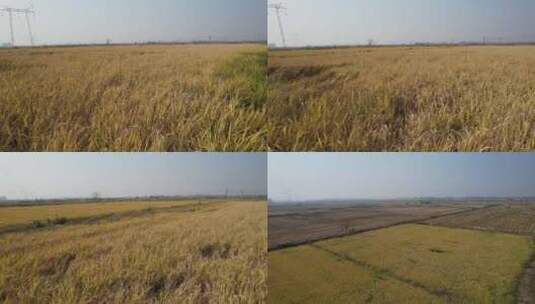 稻米水稻农田耕地种植基地前飞上升高清在线视频素材下载