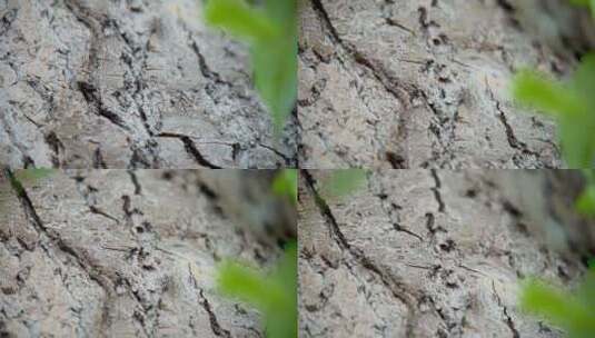 黑蚂蚁蚂蚁上树50帧高清在线视频素材下载