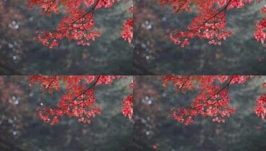 洛阳隋唐植物园的乌桕树红了高清在线视频素材下载