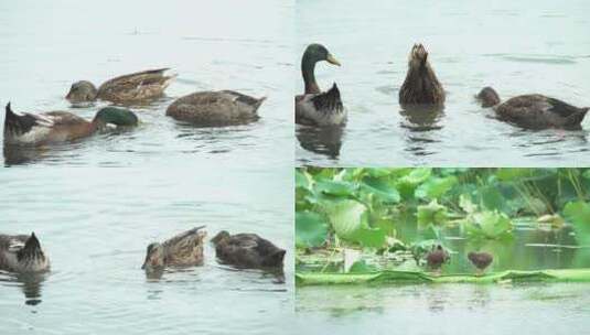 野鸭在南京玄武湖里觅食高清在线视频素材下载