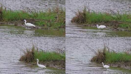 湿地河水中觅食的白鹭高清在线视频素材下载