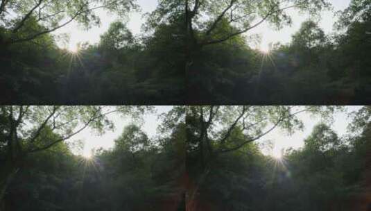 夏天森林树木太阳刺眼星芒高清在线视频素材下载