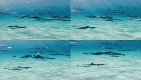 浅海区跟拍一群游玩的海豚高清在线视频素材下载