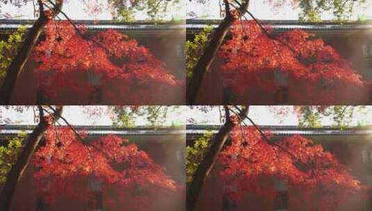逆光屋檐下的红枫光影炫光秋意氛围高清在线视频素材下载