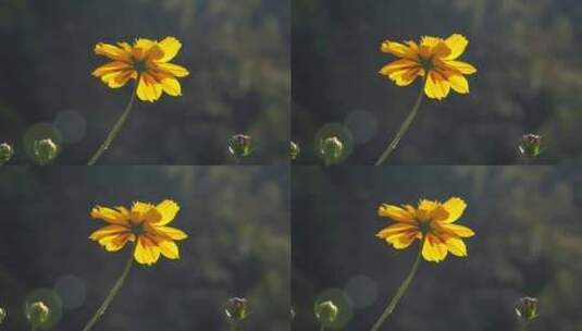 花花草草高清在线视频素材下载