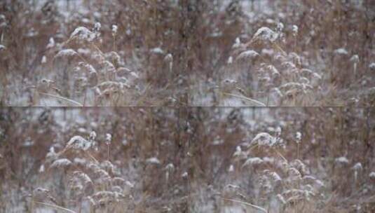 冬季雪花飘落到植物上的雪景高清在线视频素材下载