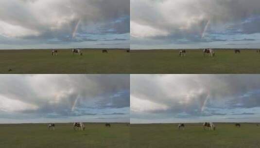 呼伦贝尔秋天的草原马群 彩虹高清在线视频素材下载